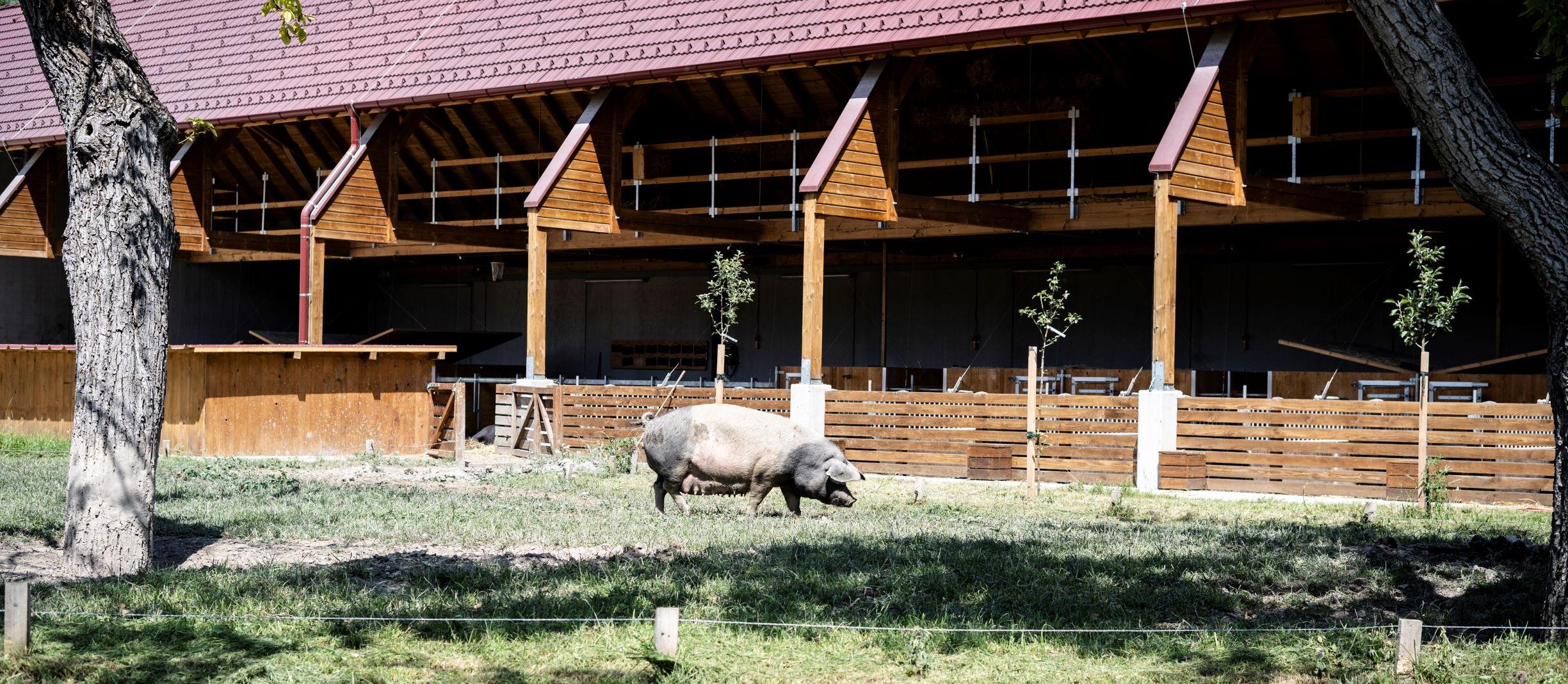 Schwein vor dem Stall auf der Wiese am Biohof Maurer